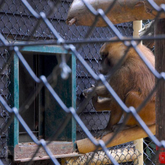 Chain Link Fencing PVC Coated