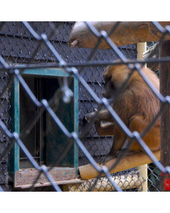 Chain Link Fencing PVC Coated