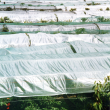 Cherry Tree Protection Netting