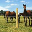 Horse Wire Fencing