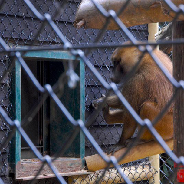 Chain Link Fencing PVC Coated