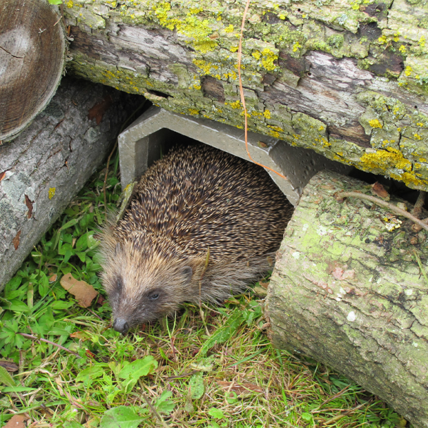 Wildlife Protection Systems