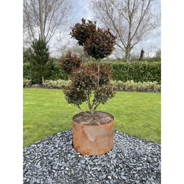 Bottomless planters made from British steel and left to weather