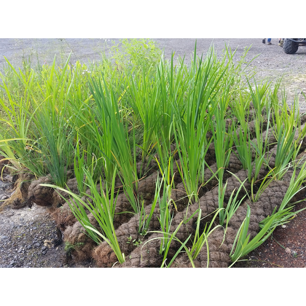 Coir Log Erosion Control