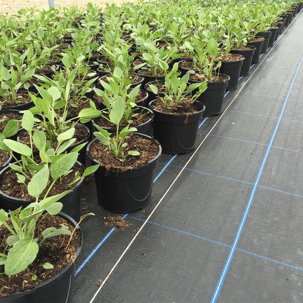 Weed Control Membrane – Woven