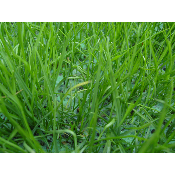 Biodegradable Grass Seed Mat