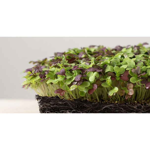 Biodegradable Substrate