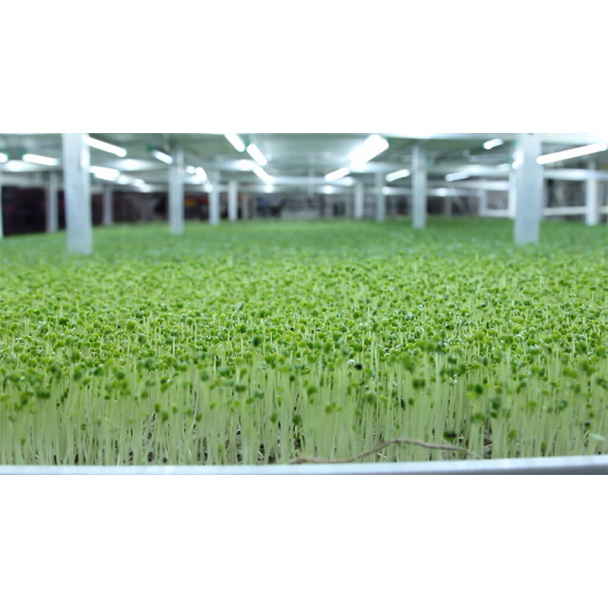 Biodegradable Substrate