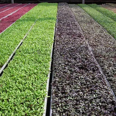 Hydroponisches Wachstumssubstrat Hydroponisches Wachstumssubstrat